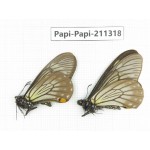 Papilio epycides ssp. China, Sichuan, Yajiang county. 2M. Papi-Papi-211318.