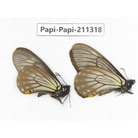 Papilio epycides ssp. China, Sichuan, Yajiang county. 2M. Papi-Papi-211318.