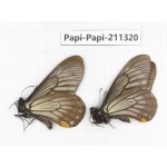 Papilio epycides ssp. China, Sichuan, Yajiang county. 2M. Papi-Papi-211320.