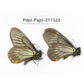 Papilio epycides ssp. China, Sichuan, Yajiang county. 2M. Papi-Papi-211320.