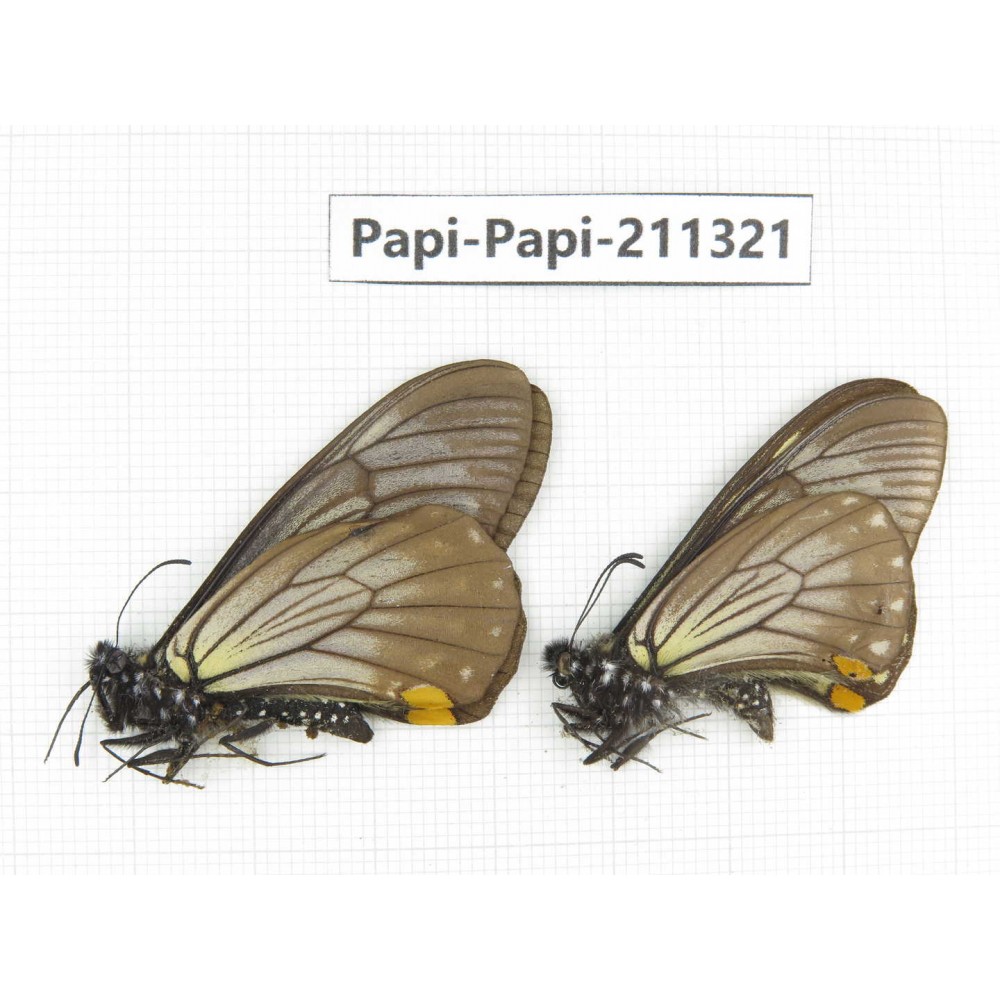 Papilio epycides ssp. China, Sichuan, Yajiang county. 2M. Papi-Papi-211321.