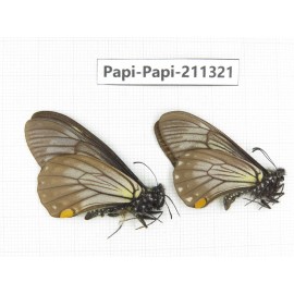 Papilio epycides ssp. China, Sichuan, Yajiang county. 2M. Papi-Papi-211321.