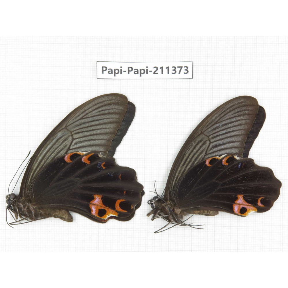 Papilio protenor ssp. China, Sichuan, Yajiang county. 2M. Papi-Papi-211373.
