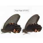 Papilio protenor ssp. China, Sichuan, Yajiang county. 2M. Papi-Papi-211373.