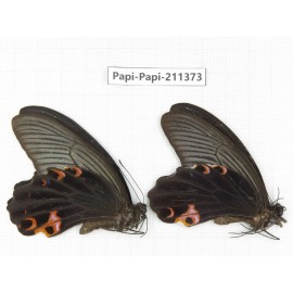 Papilio protenor ssp. China, Sichuan, Yajiang county. 2M. Papi-Papi-211373.