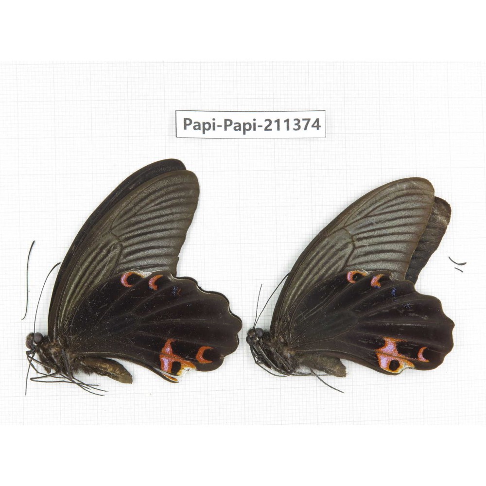 Papilio protenor ssp. China, Sichuan, Yajiang county. 2M. Papi-Papi-211374.