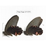Papilio protenor ssp. China, Sichuan, Yajiang county. 2M. Papi-Papi-211374.