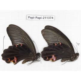 Papilio protenor ssp. China, Sichuan, Yajiang county. 2M. Papi-Papi-211374.