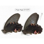 Papilio protenor ssp. China, Sichuan, Yajiang county. 2M. Papi-Papi-211375.