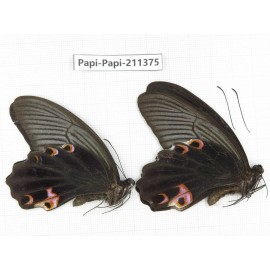 Papilio protenor ssp. China, Sichuan, Yajiang county. 2M. Papi-Papi-211375.