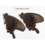 Papilio maackii ssp & Papilio bianor ssp. China, Sichuan, Yajiang county. 2M. Papi-Papi-211402.