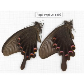 Papilio maackii ssp & Papilio bianor ssp. China, Sichuan, Yajiang county. 2M. Papi-Papi-211402.