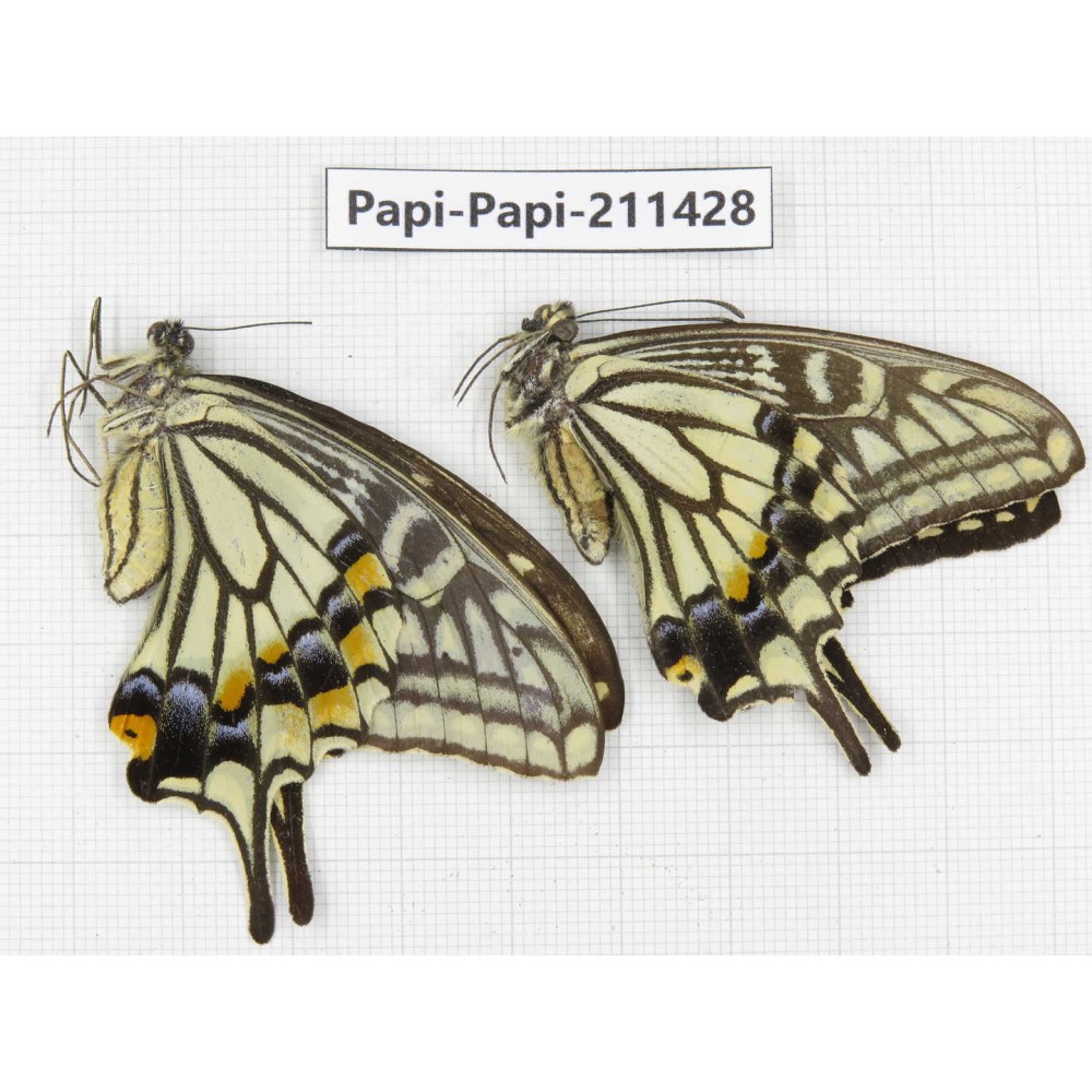 Papilio xuthus ssp. China, Sichuan, Yajiang county. 1P. Papi-Papi-211428.