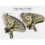 Papilio xuthus ssp. China, Sichuan, Yajiang county. 1P. Papi-Papi-211428.