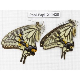 Papilio xuthus ssp. China, Sichuan, Yajiang county. 1P. Papi-Papi-211428.