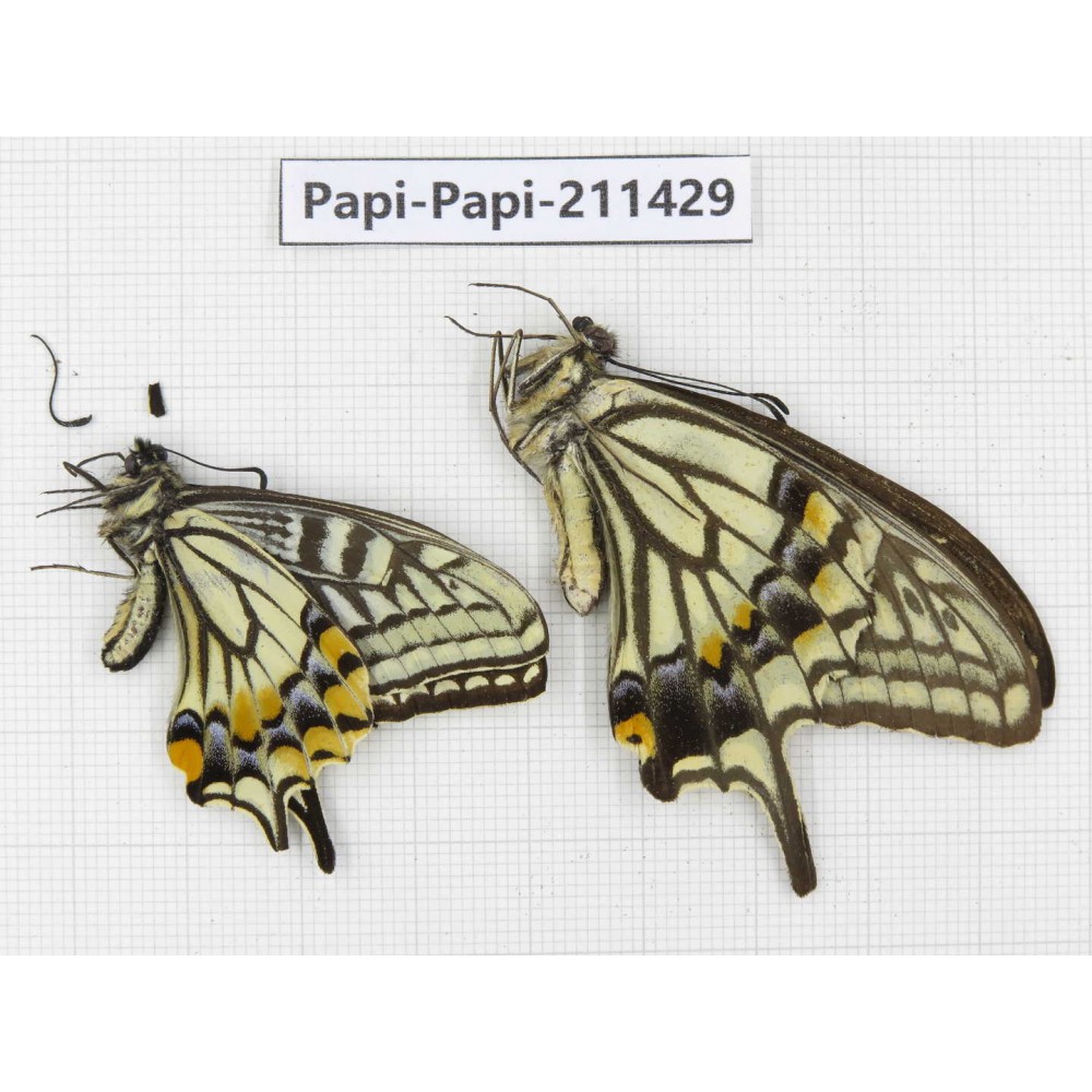 Papilio xuthus ssp. China, Sichuan, Yajiang county. 2M. Papi-Papi-211429.