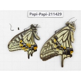Papilio xuthus ssp. China, Sichuan, Yajiang county. 2M. Papi-Papi-211429.