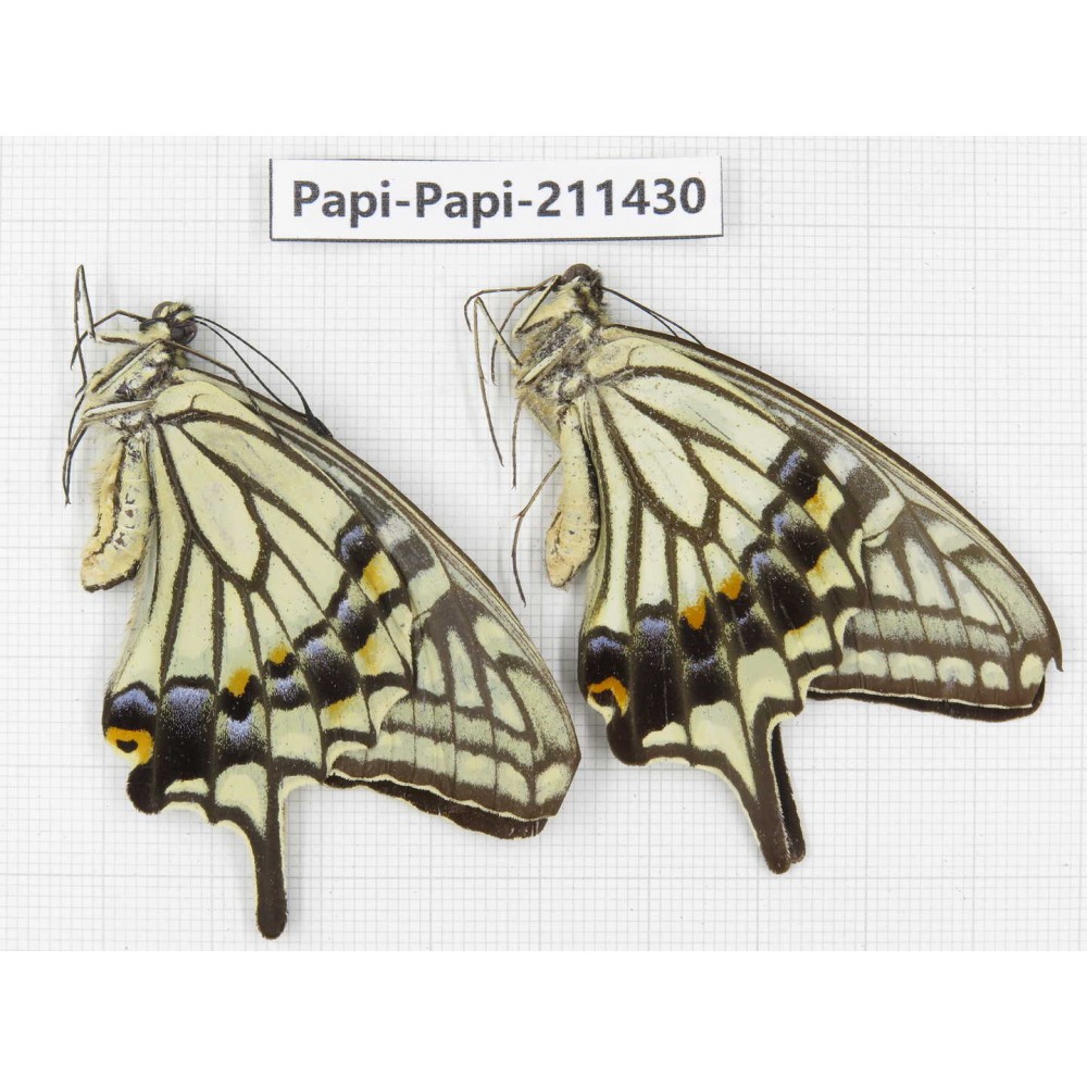 Papilio xuthus ssp. China, Sichuan, Yajiang county. 2M. Papi-Papi-211430.