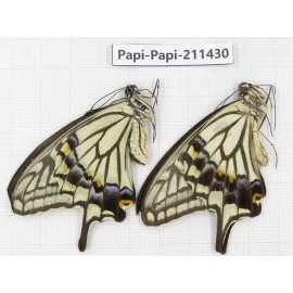 Papilio xuthus ssp. China, Sichuan, Yajiang county. 2M. Papi-Papi-211430.