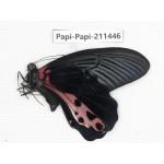 Papilio alemenor ssp. China, Tibet, Motuo county, Beibeng. 1M. Papi-Papi-211446.