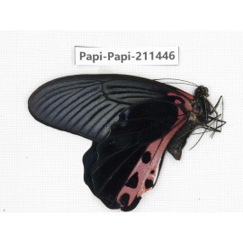Papilio alemenor ssp. China, Tibet, Motuo county, Beibeng. 1M. Papi-Papi-211446.