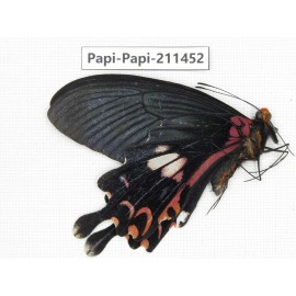 Papilio janarka. China, Tibet, Motuo county, Beibeng. 1M. Papi-Papi-211452.