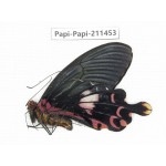 Papilio janarka. China, Tibet, Motuo county, Beibeng. 1M. Papi-Papi-211453.