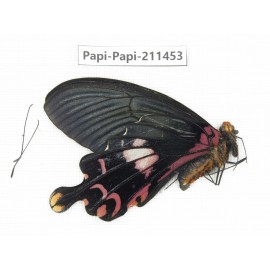 Papilio janarka. China, Tibet, Motuo county, Beibeng. 1M. Papi-Papi-211453.