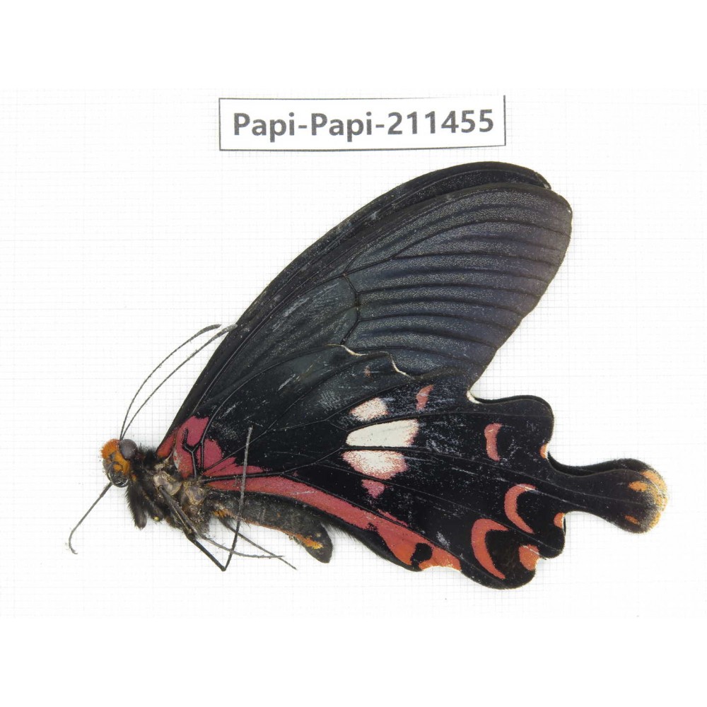 Papilio janarka. China, Tibet, Motuo county, Beibeng. 1M. Papi-Papi-211455.