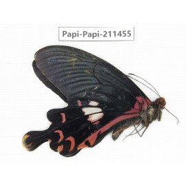 Papilio janarka. China, Tibet, Motuo county, Beibeng. 1M. Papi-Papi-211455.