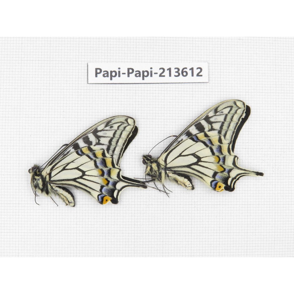 Papilio xuthus ssp. China, Tibet, Qamdo, Mt. Dongdashan.2M. Papi-Papi-213612.