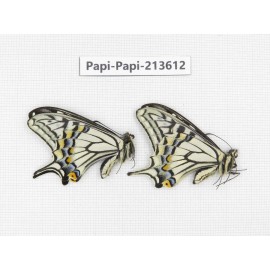 Papilio xuthus ssp. China, Tibet, Qamdo, Mt. Dongdashan.2M. Papi-Papi-213612.