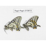 Papilio xuthus ssp. China, Tibet, Qamdo, Mt. Dongdashan.2M. Papi-Papi-213613.