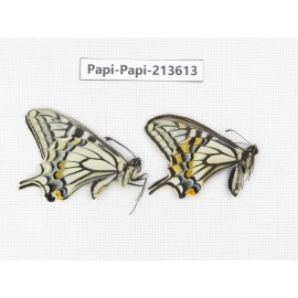 Papilio xuthus ssp. China, Tibet, Qamdo, Mt. Dongdashan.2M. Papi-Papi-213613.