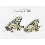Papilio xuthus ssp. China, Tibet, Qamdo, Mt. Dongdashan.2M. Papi-Papi-213614.