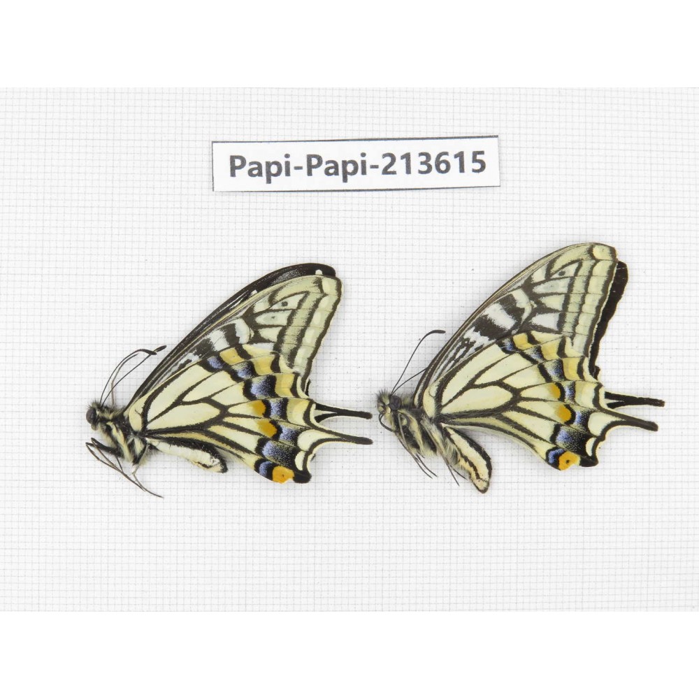 Papilio xuthus ssp. China, Tibet, Qamdo, Mt. Dongdashan.2M. Papi-Papi-213615.