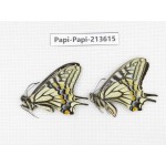 Papilio xuthus ssp. China, Tibet, Qamdo, Mt. Dongdashan.2M. Papi-Papi-213615.