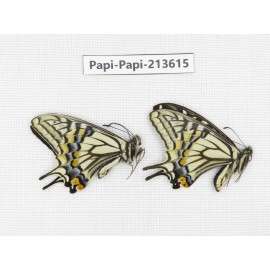 Papilio xuthus ssp. China, Tibet, Qamdo, Mt. Dongdashan.2M. Papi-Papi-213615.