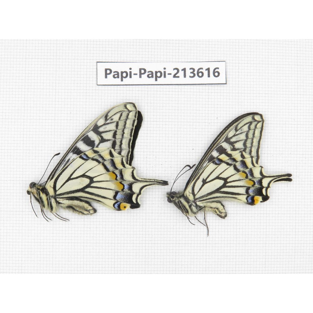 Papilio xuthus ssp. China, Tibet, Qamdo, Mt. Dongdashan.2M. Papi-Papi-213616.