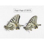 Papilio xuthus ssp. China, Tibet, Qamdo, Mt. Dongdashan.2M. Papi-Papi-213616.