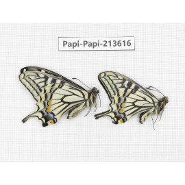 Papilio xuthus ssp. China, Tibet, Qamdo, Mt. Dongdashan.2M. Papi-Papi-213616.