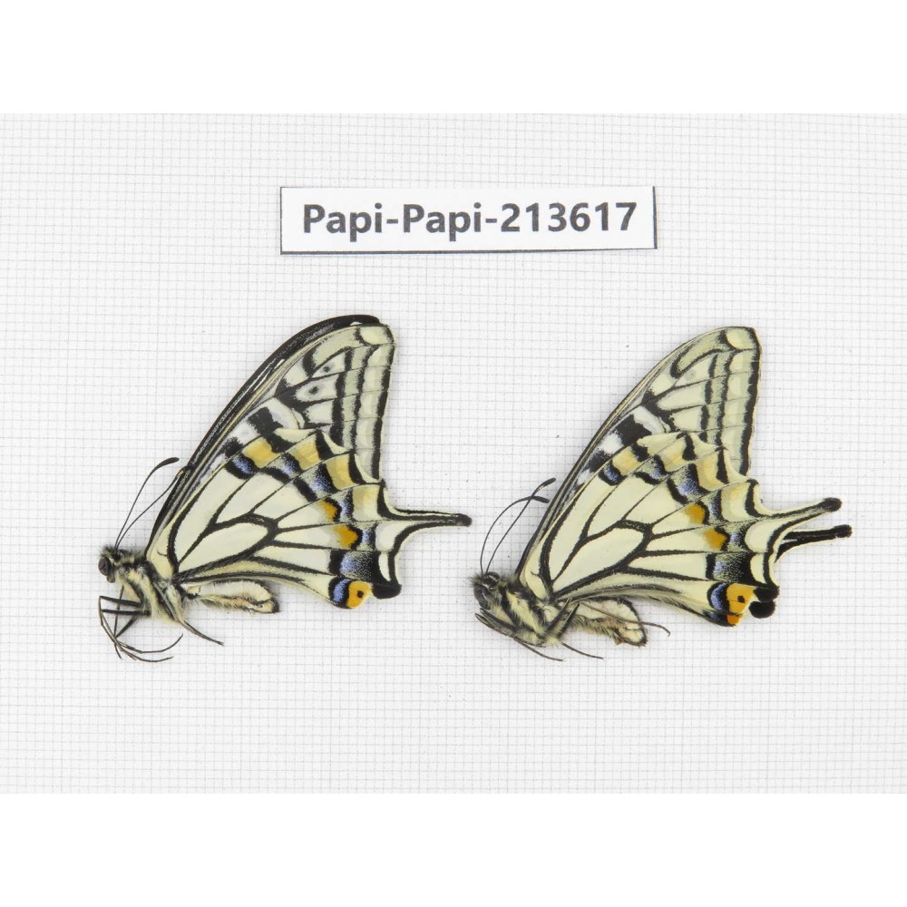 Papilio xuthus ssp. China, Tibet, Qamdo, Mt. Dongdashan.2M. Papi-Papi-213617.