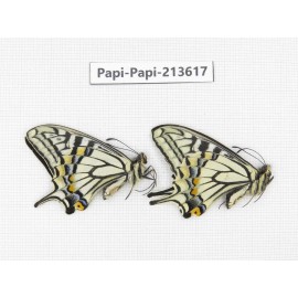 Papilio xuthus ssp. China, Tibet, Qamdo, Mt. Dongdashan.2M. Papi-Papi-213617.