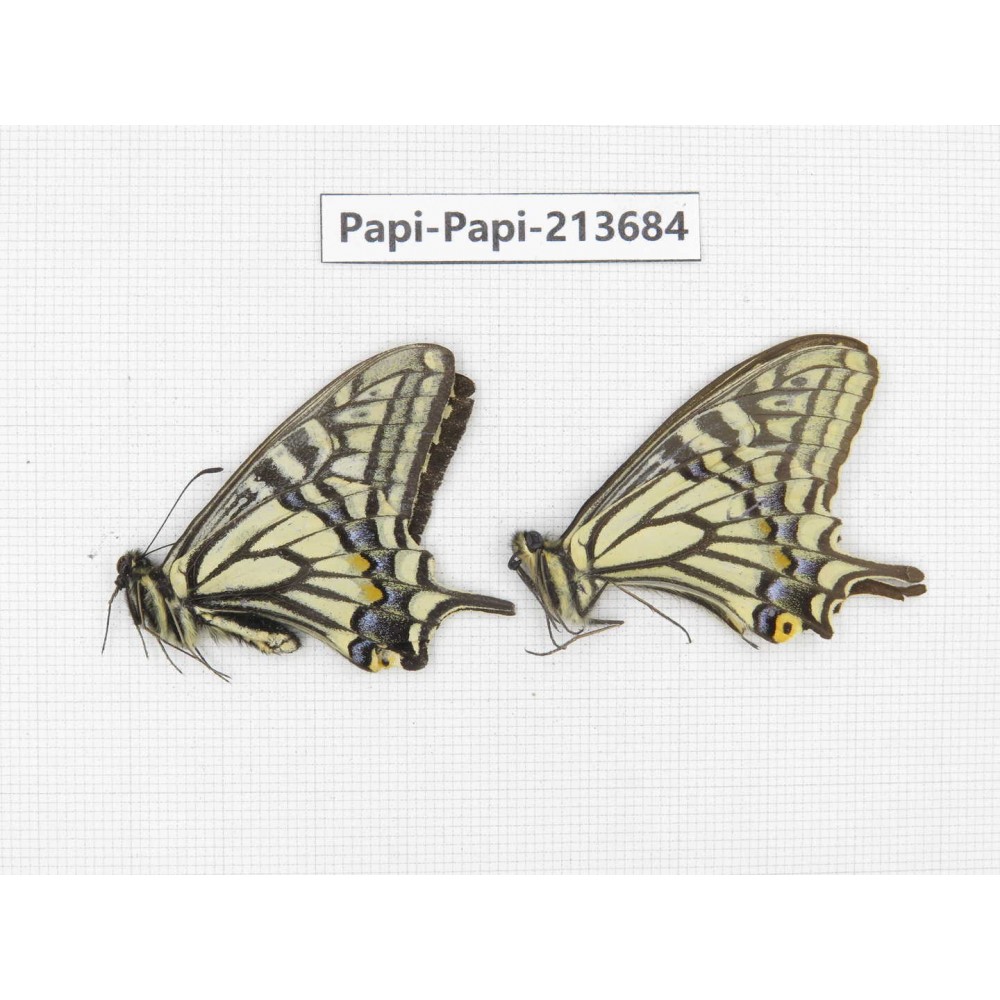 Papilio xuthus ssp. China, Tibet, Qamdo, Mt. Dongdashan.2M. Papi-Papi-213684.