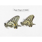 Papilio xuthus ssp. China, Tibet, Qamdo, Mt. Dongdashan.2M. Papi-Papi-213685.