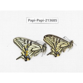 Papilio xuthus ssp. China, Tibet, Qamdo, Mt. Dongdashan.2M. Papi-Papi-213685.