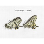Papilio xuthus ssp. China, Tibet, Qamdo, Mt. Dongdashan.2M. Papi-Papi-213686.