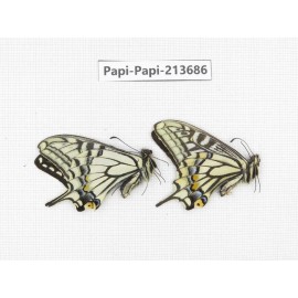 Papilio xuthus ssp. China, Tibet, Qamdo, Mt. Dongdashan.2M. Papi-Papi-213686.