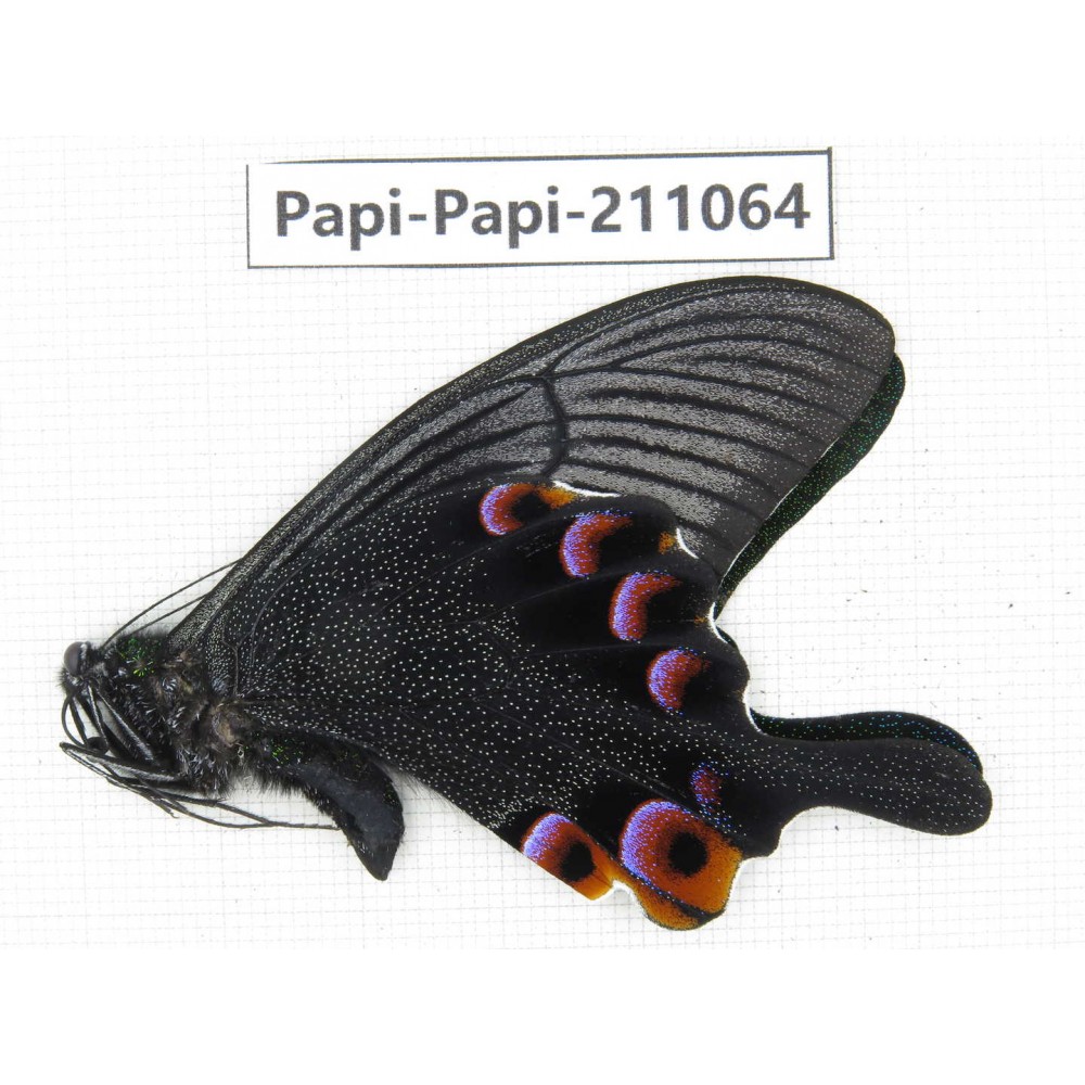 Papilio arcturus ssp. China, Yunnan, Dali, C of Mt.Cangshan. 1M. Papi-Papi-211064.