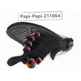 Papilio arcturus ssp. China, Yunnan, Dali, C of Mt.Cangshan. 1M. Papi-Papi-211064.